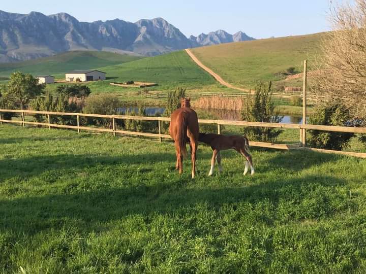 3 Bedroom Property for Sale in Bredasdorp Western Cape